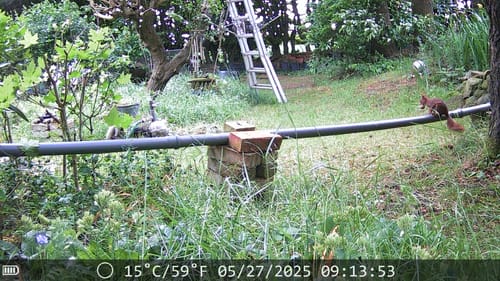 Customer photo review of 48 Megapixel Wildkamera mit exzellenter Nachtsicht