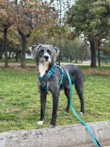 Customer photo review of Correa Larga para Perros - Light | 3 mts | Turquoise