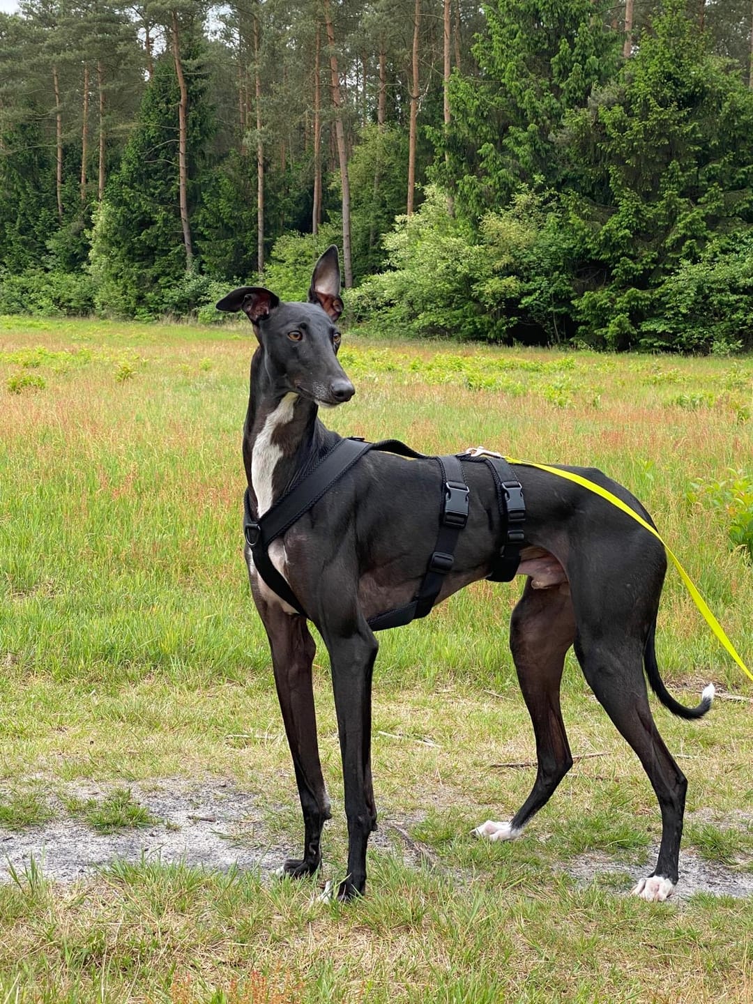 Customer photo review of Sicherheitsgeschirr FUN "Volcano Black"