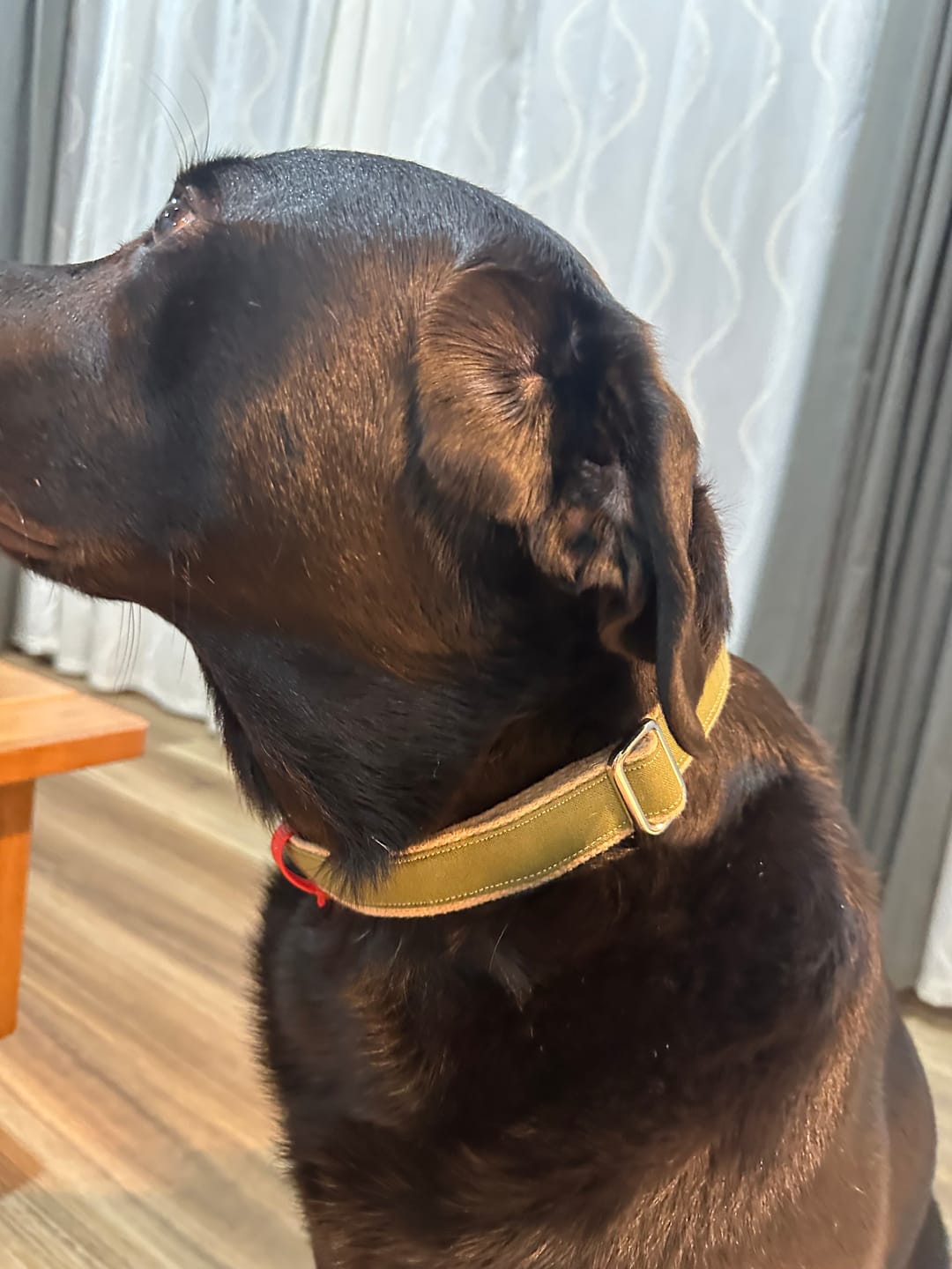 Customer photo review of Hemp & Organic Cotton Dog Collar ~ Olive