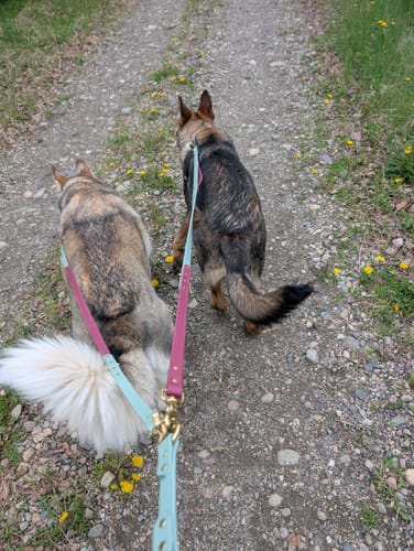 Customer photo review of Biothane Traffic Handle Dog Leash