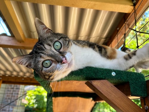 Customer photo review of Cutest Pets of the Month 2025 Photobook