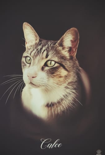 Customer photo review of Öl Pawtrait