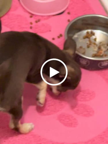 Customer video review of Variety Pack