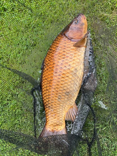 Customer photo review of POL VITAMO🔝