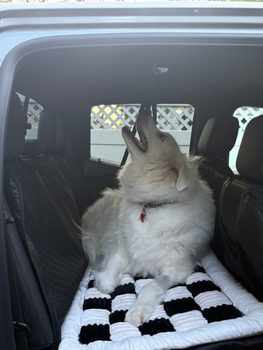 Customer photo review of NEW Waterproof Hard Bottom Car & Truck Seat Foldable Hammock Cover With Storage Pockets, Side Flaps, Headrest Straps, Seat Anchors, & Mesh Window (+FREE SAFETY BELT!)