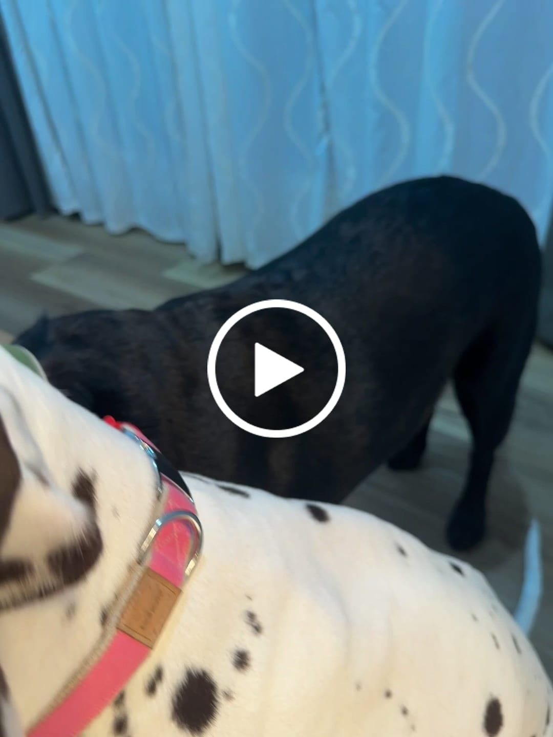 Customer video review of Hemp & Organic Cotton Dog Collar ~ Bubblegum