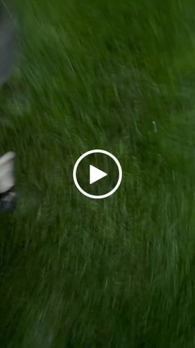 Customer video review of WagWellie® Mojave Single