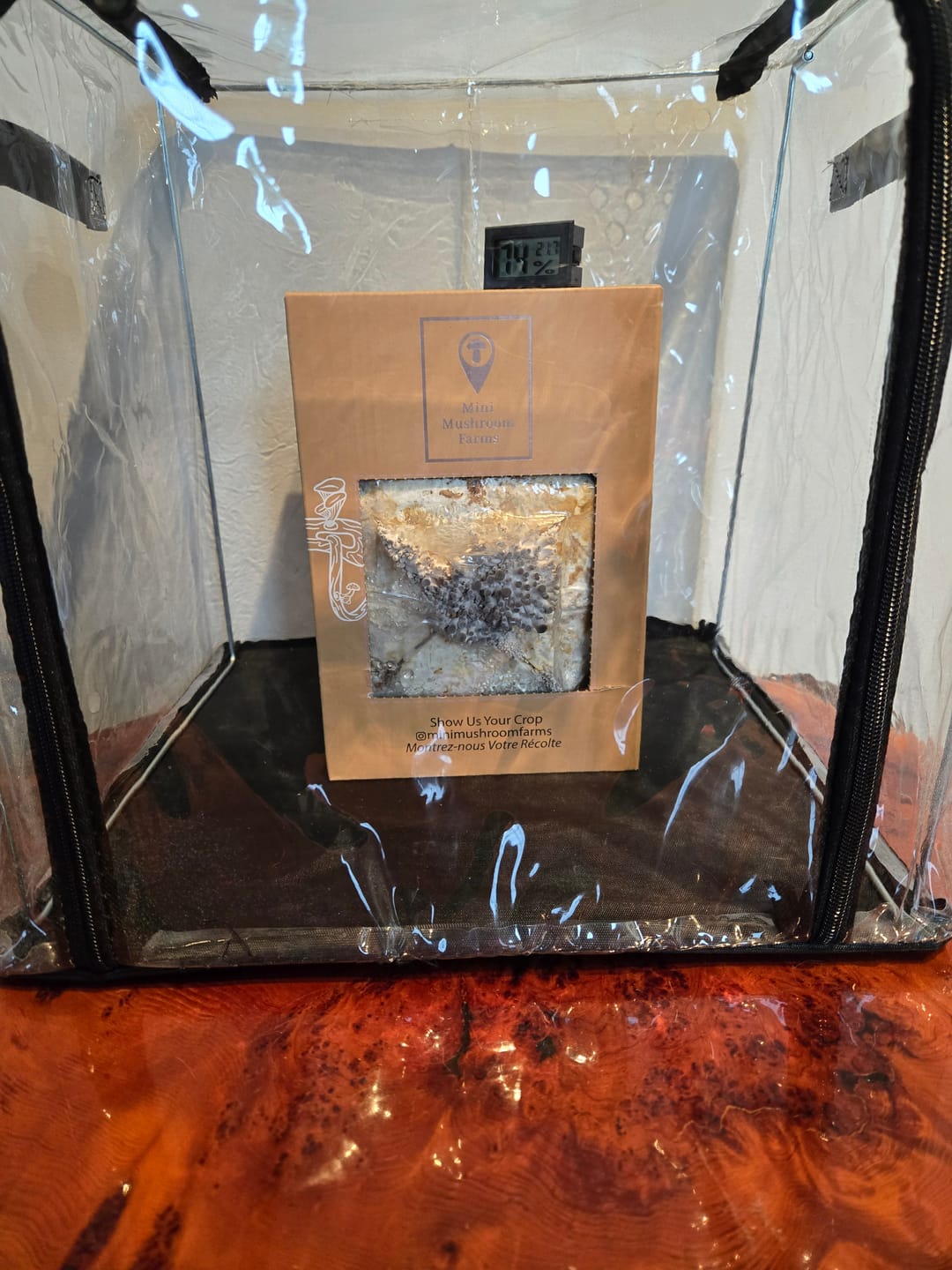 Customer photo review of Essentials Bundle Gift Set + Grow Kit