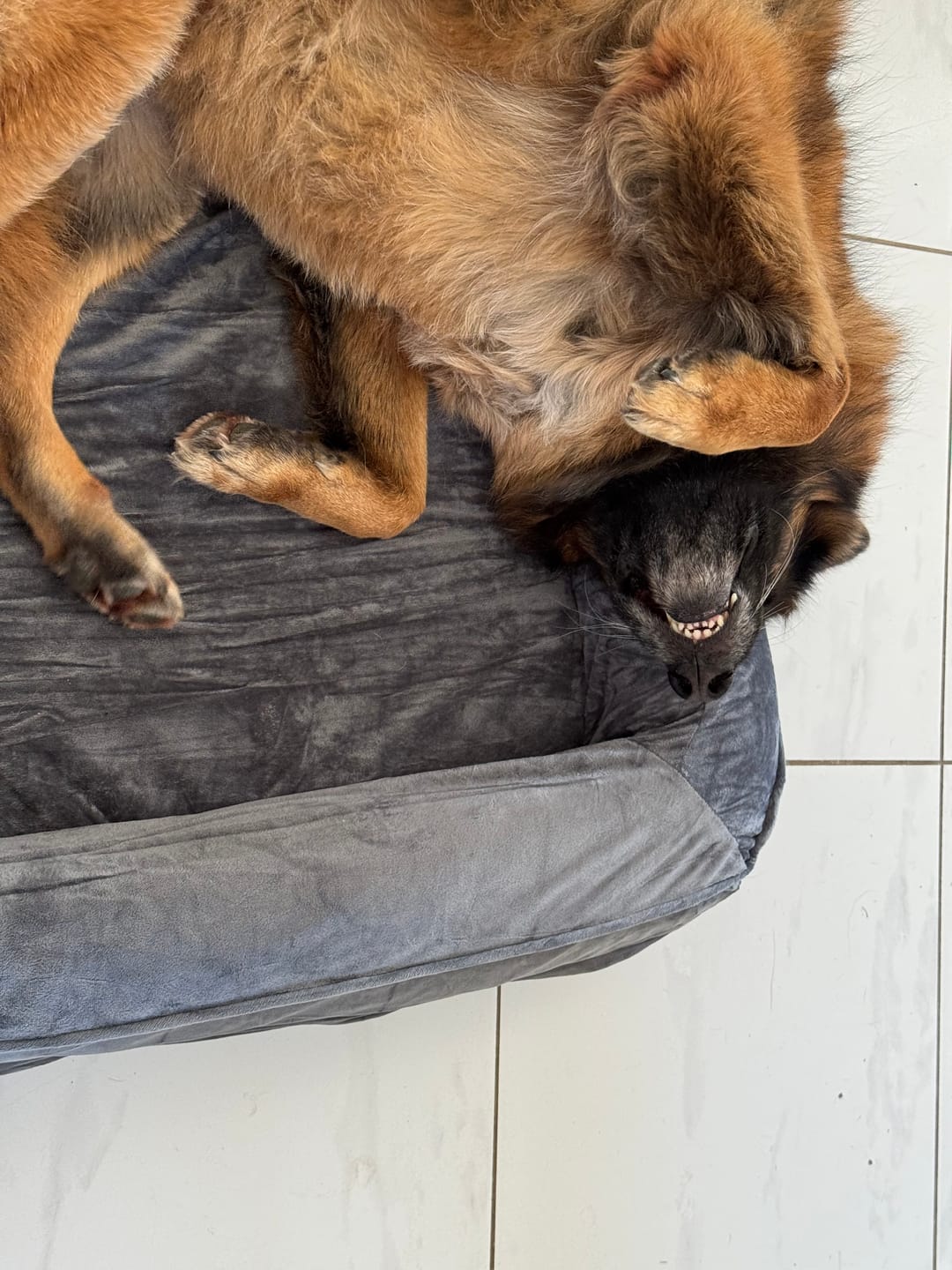 Customer photo review of PaWz Premium Memory Foam Pet Sofa Bed