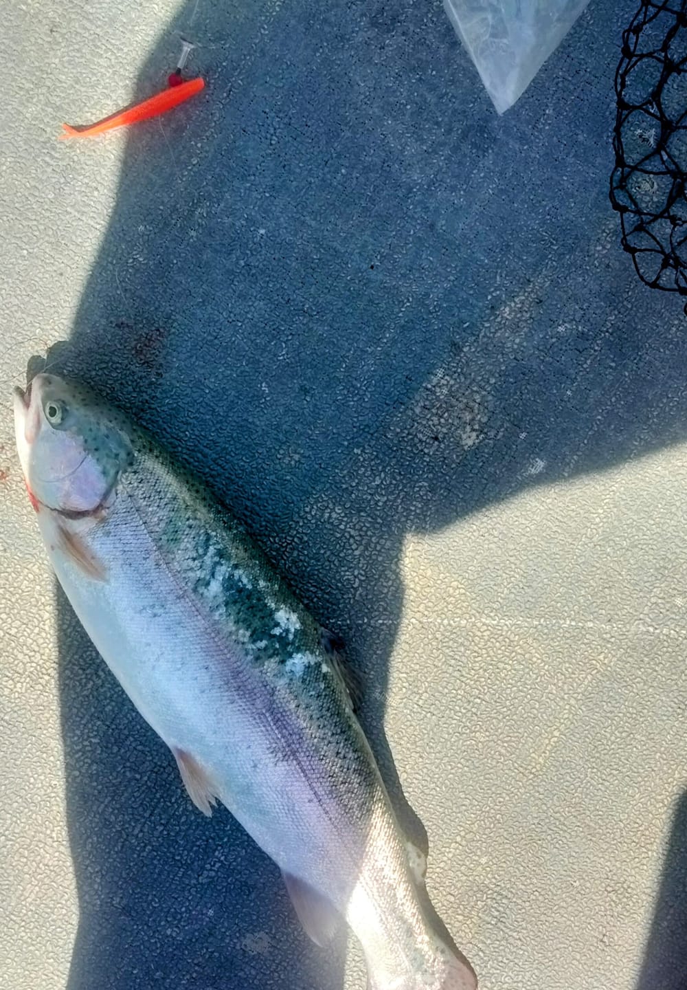Customer photo review of Trout Trix Minnows - 5 pack