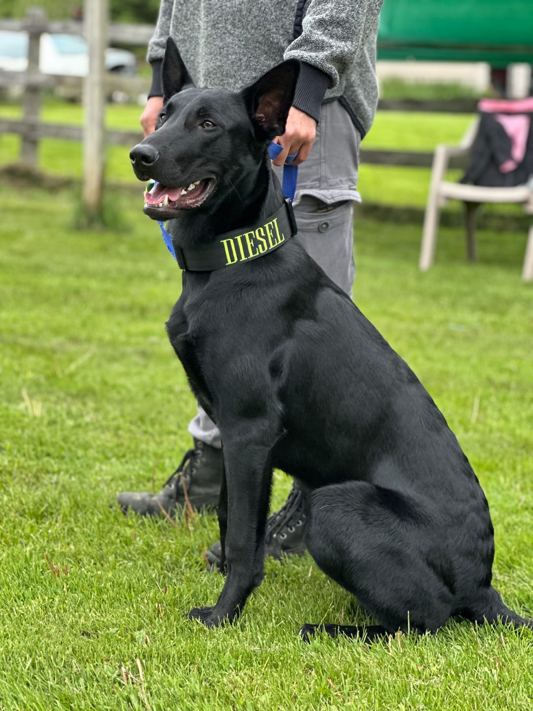 Customer photo review of 2" Tactik Dog Collar - Black