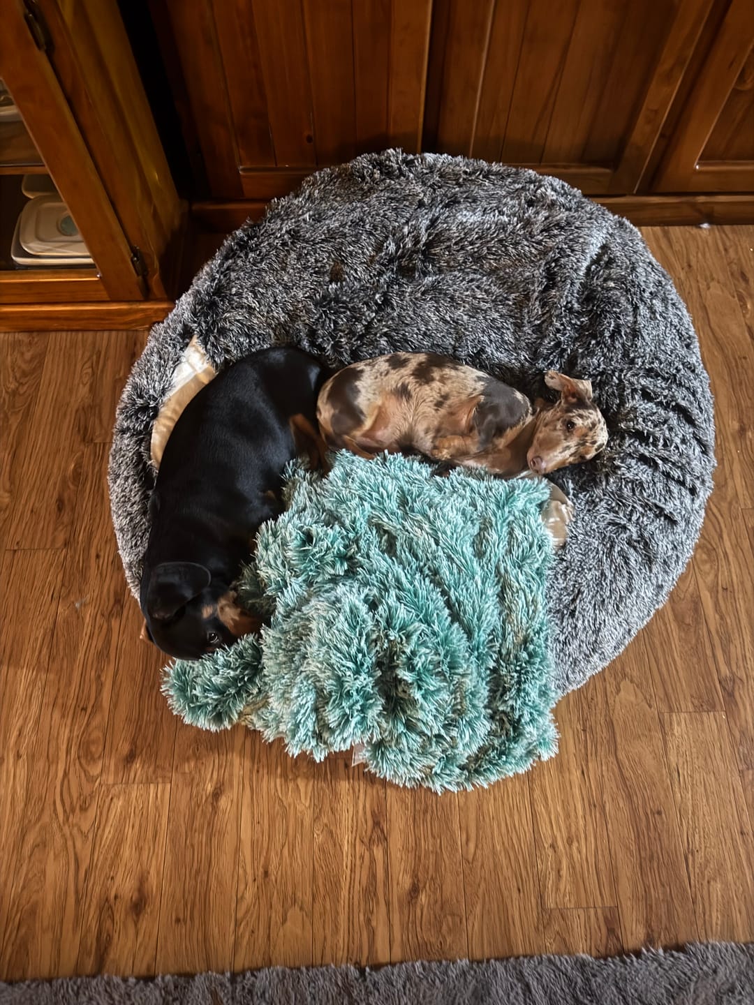 Customer photo review of PaWz Pet Calming Blanket
