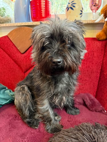 Customer photo review of Lucky Belly