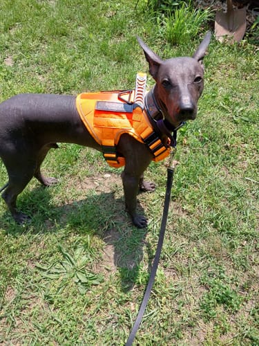 Customer photo review of NEW Upgraded Tactical No-Pull Team K9™ Dog Harness with 4 Quick-Release Metal Buckles, Reinforced Front & Back D-Rings, Hook & Loop Panels, Adjustable Straps, Reflective Strips, & Top Handle