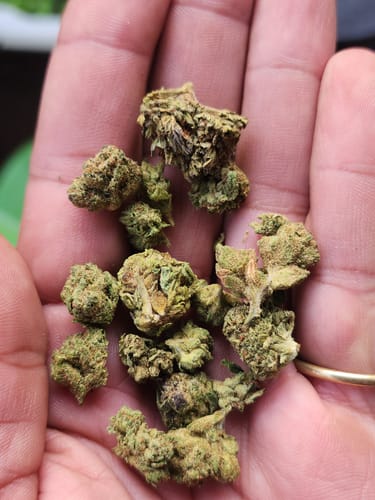 Customer photo review of Gorilla Glue THCA Flower