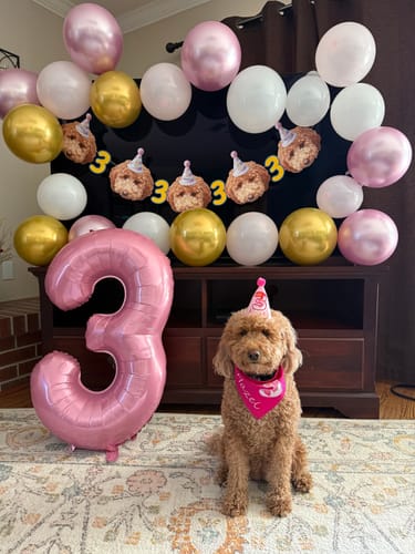 Customer photo review of Personalized Dog Party Pack