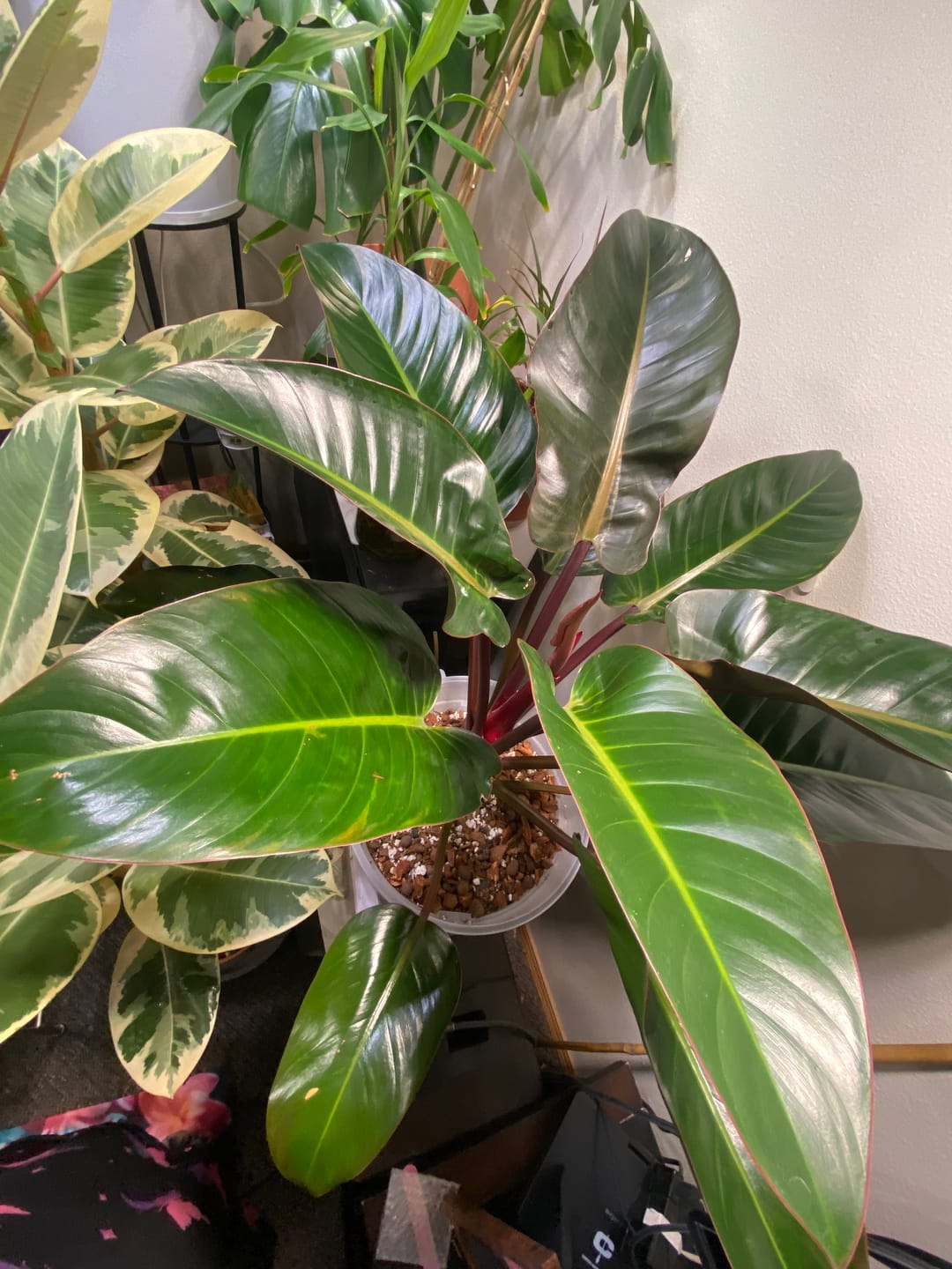 Customer photo review of Philodendron Red Congo, Tropical Forest Plant