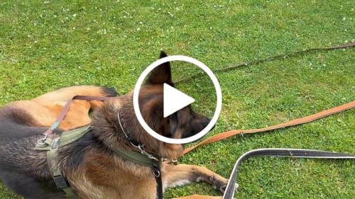 Customer video review of Dog lead with Name - Neoprene handle | 4Kyon
