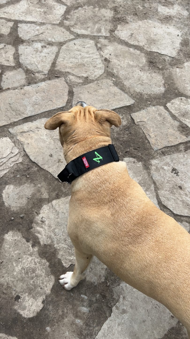 Customer photo review of 2" Tactik Dog Collar - Black