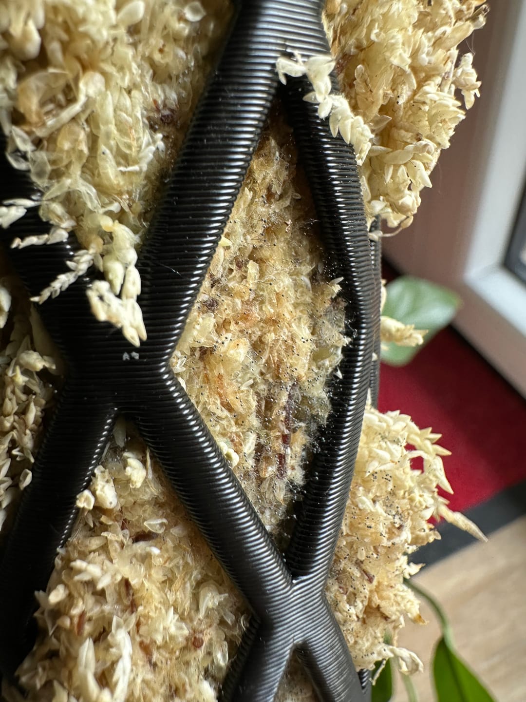 Customer photo review of Komplett Set Rankstab Rankhilfe für Zimmerpflanzen Ø 5