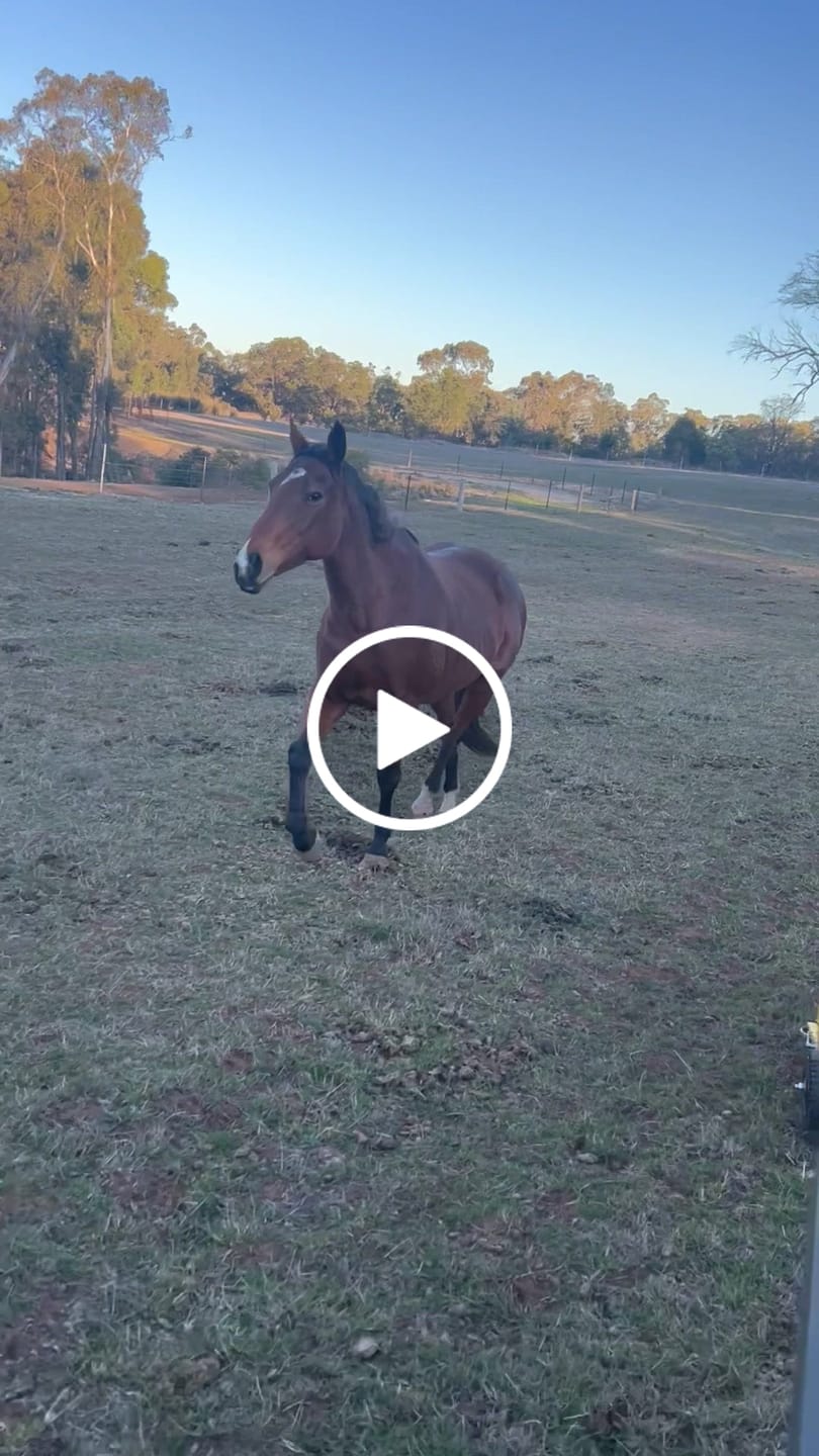 Customer video review of Scoop'N'Tow Manure Scooper / Paddock Field Cleaner + Trailer