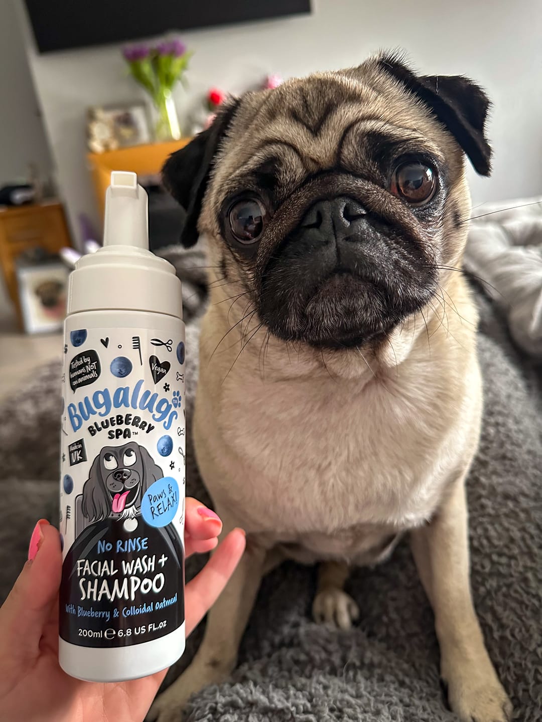 Customer photo review of Blueberry Spa™ No Rinse Facial Wash + Shampoo with Blueberry & Colloidal Oatmeal for Dogs