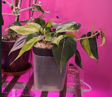 Customer photo review of Philodendron hederaceum 'Brasil'