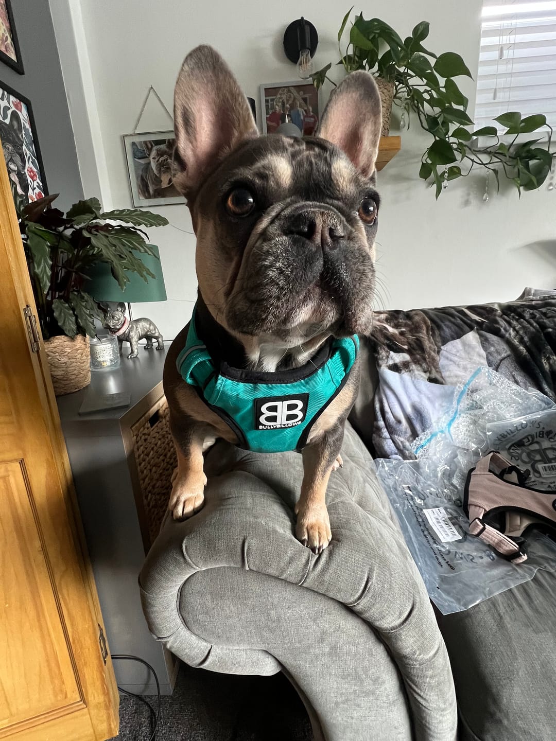 Customer photo review of Comfort Premium Harness | Non Restrictive - Turquoise