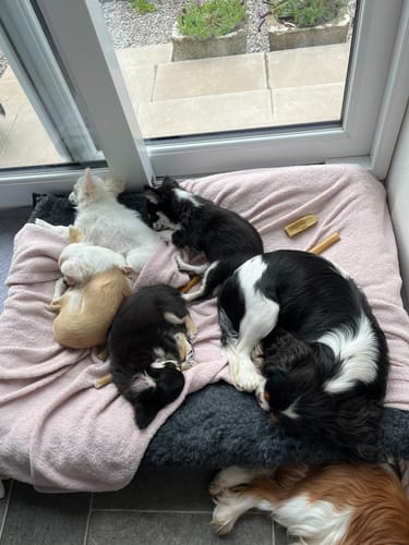 Kirstie P. review of Grey Canvas & Charcoal Cosy Topper image 1 out of 1