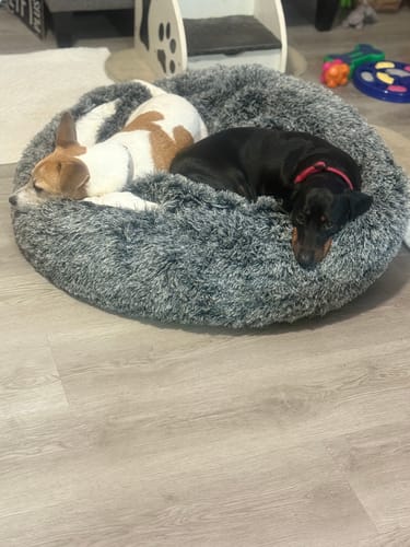 Customer photo review of PaWz Pet Cave Dog Bed - Removable Cover