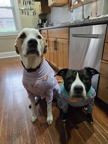 Customer photo review of Dog Pajama - Dragons