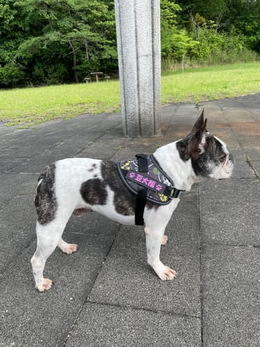 Customer photo review of FunFunPet 高機能ハーネス（お名前タグ作成サービス付き）