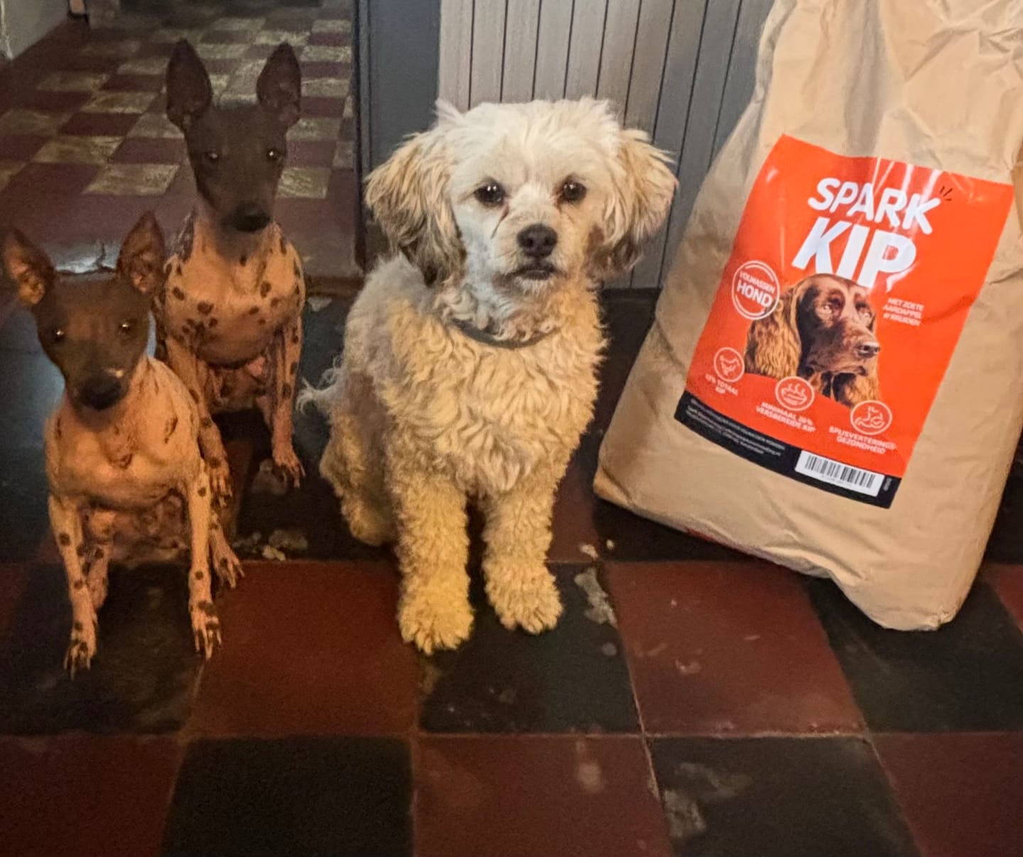 Customer photo review of Volwassen - Kip met Zoete Aardappel & Kruiden