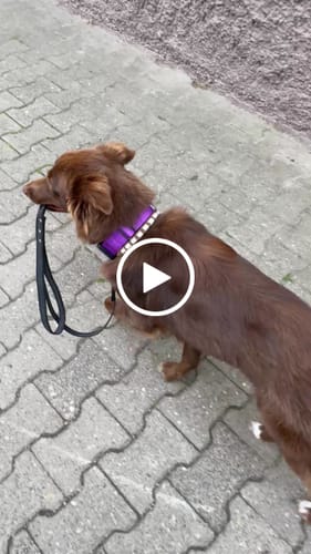 Customer video review of 4cm Combat® Collar | Handle & Rated Clip - Purple