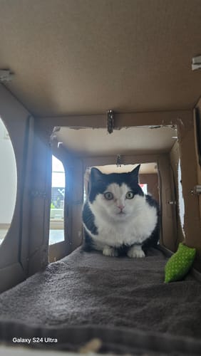 Customer photo review of Katzenhaus Superior Castle - weiß