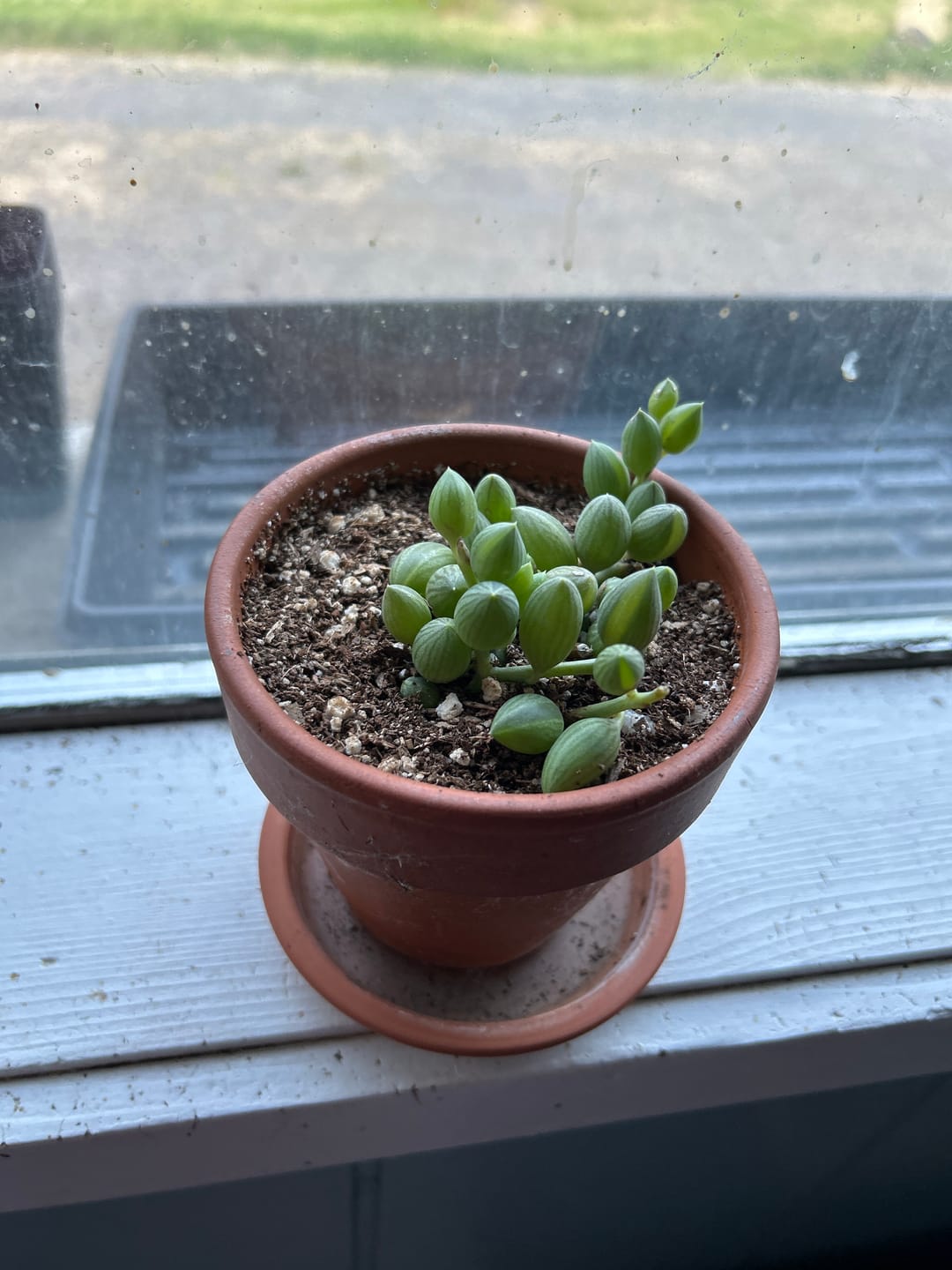 Customer photo review of String of Watermelon – Senecio herreianus