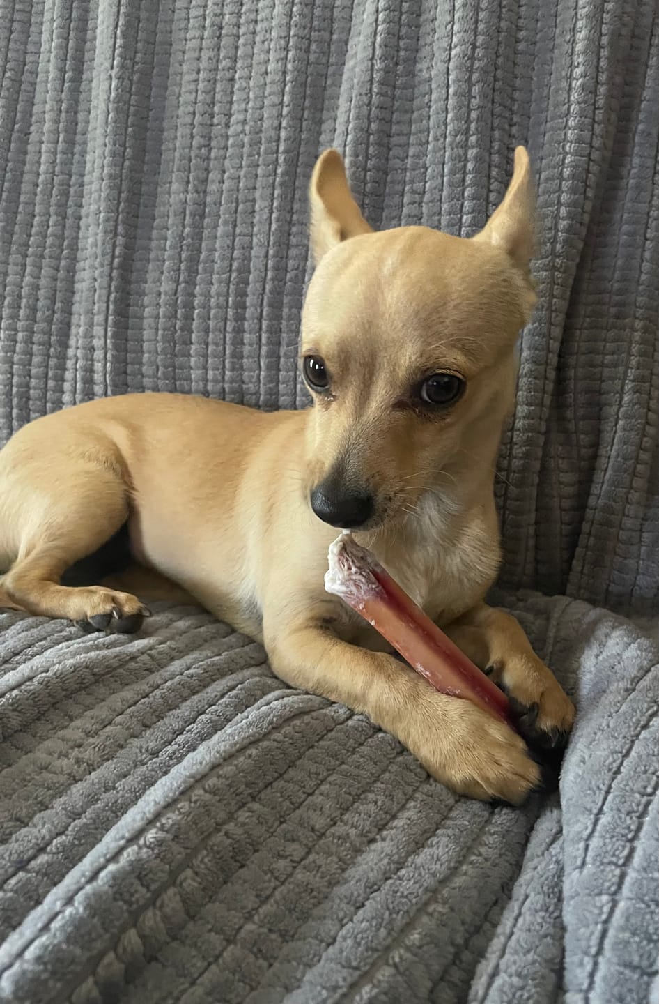 Customer photo review of Himalayan Yak Chew (MEDIUM)