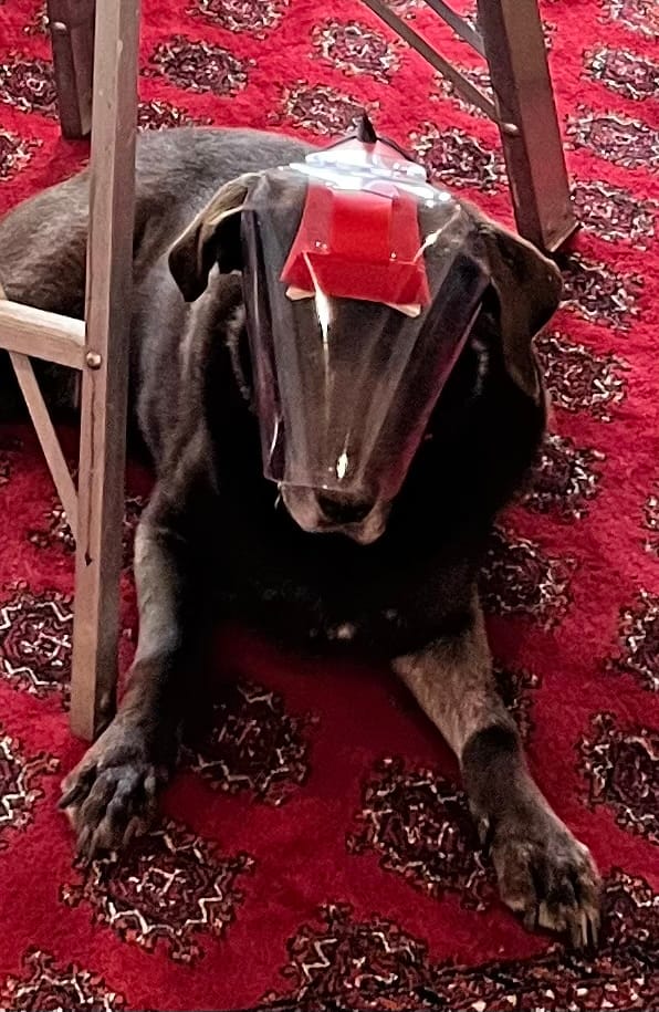 Customer photo review of OptiVizor - Regular Snout - Clear UV Tint