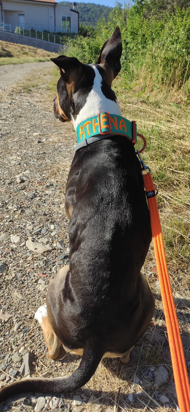 Customer photo review of 5cm Lighter Combat® Collar | With Handle Secure Clip - Turquoise x Orange