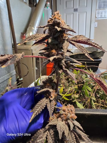 Customer photo review of Continuum™ Microbial Inoculant