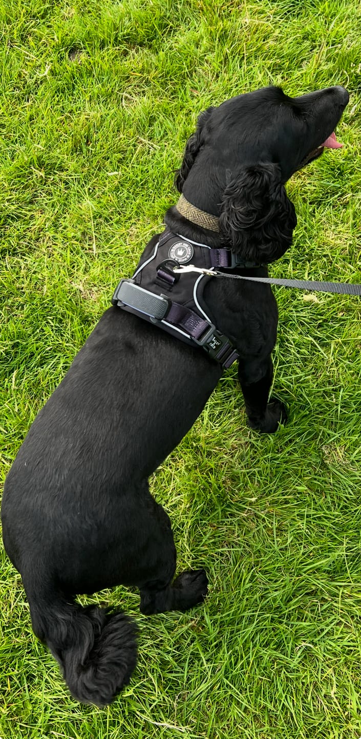 Customer photo review of Trail & Glow® Dog Harness - The Jet Black One