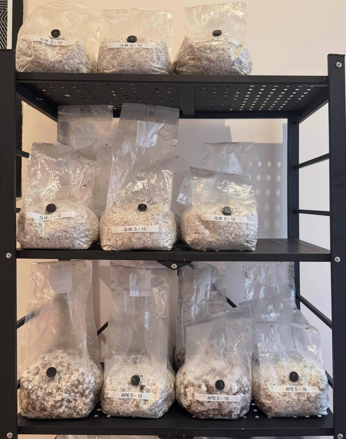 Customer photo review of Large Monotub Accessory Kit
