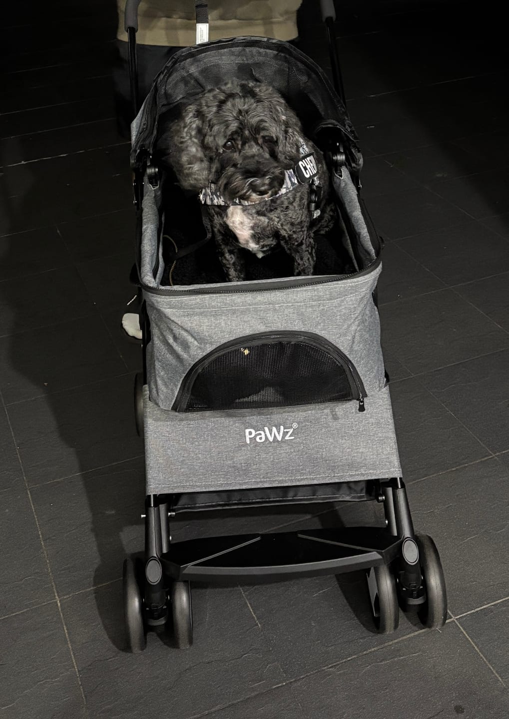 Customer photo review of PaWz Large Dog Stroller Cruiser