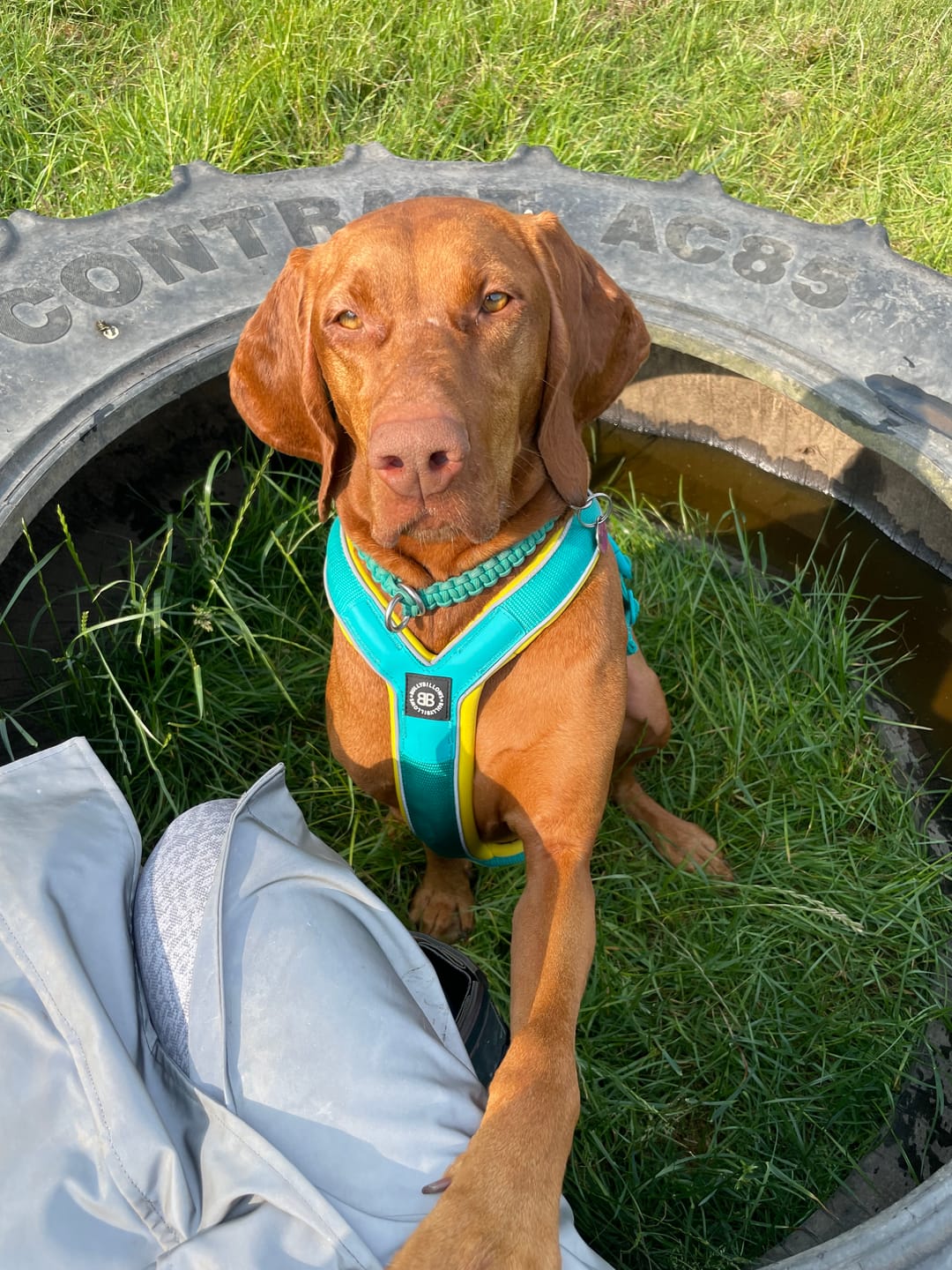 Customer photo review of Slip on Harness | Foam Padded - Turquoise x Yellow