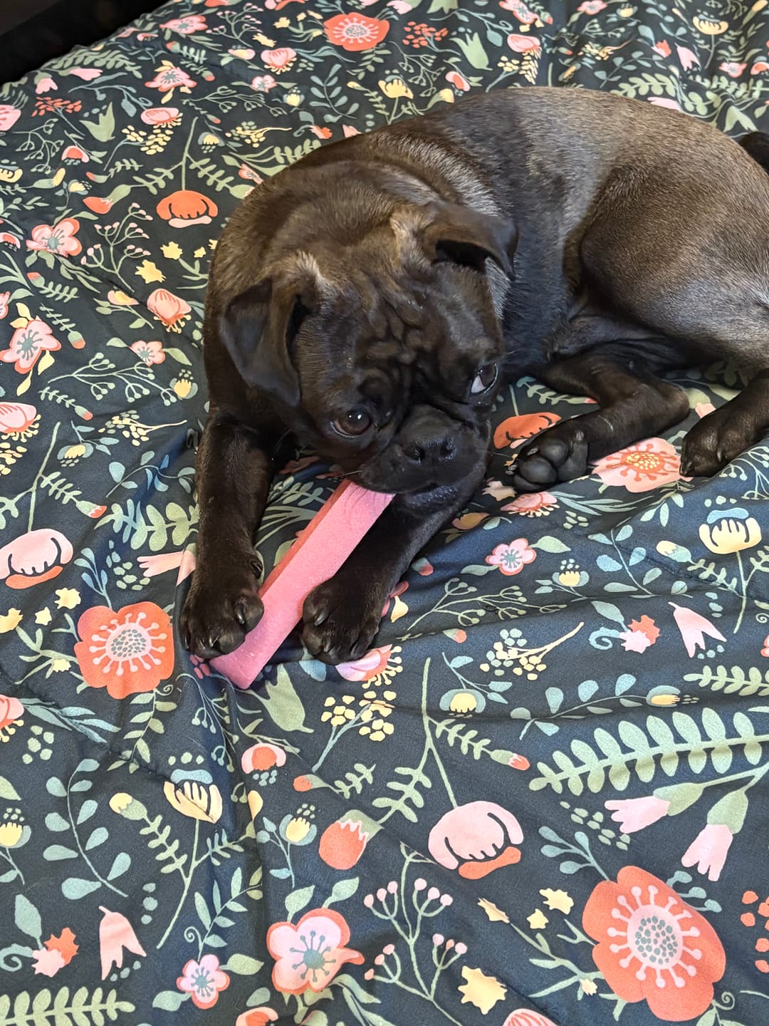 Customer photo review of Strawberry Himalayan Yak Chew (MEDIUM)