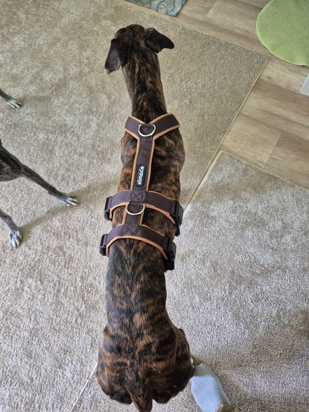 Customer photo review of Sicherheitsgeschirr FUN "Toffee"