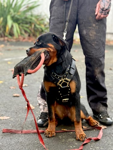 Customer photo review of Leather Dog Harness -"Attila" Black/Brass