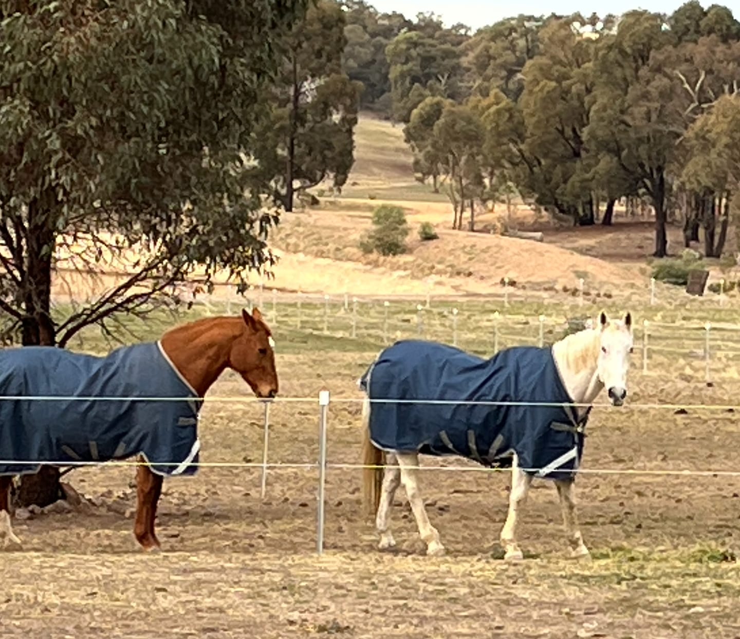 Customer photo review of Horseware Ionic Therapy Turnout 100g
