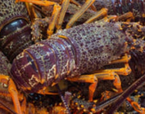 Customer photo review of Red NZ Crayfish Frozen